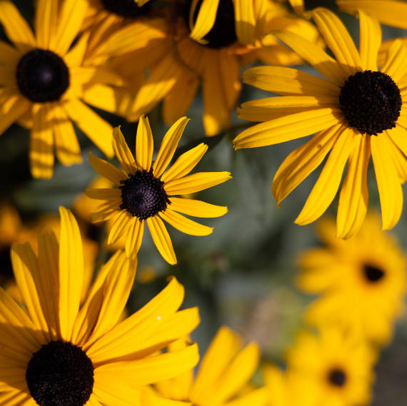 Naturheilpraxis Stefanie Schnabel Blumen